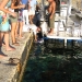 Expats BBQ - 13/6