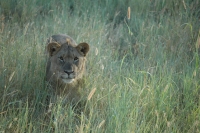 2009-04-19 - Kwandwe