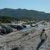 2009-04-14 - Simonstown