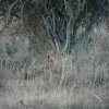 2009-04-18 - Kwandwe