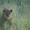 2009-04-19 - Kwandwe