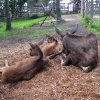 Skansen, 14 juli