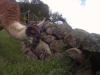 DCIM100GOPRO